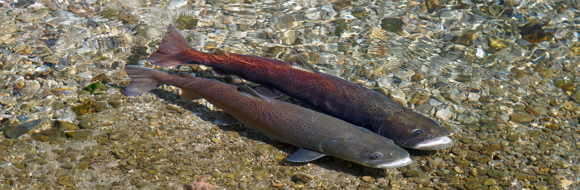 Zwei Fische im flachen Wasser auf Kiesbett: Einer mit dunklem Schuppenmuster, die andere mit rötlichem Farbschimmer. Klare Wasseroberfläche reflektiert Licht, verstärkt die natürlichen Farben.