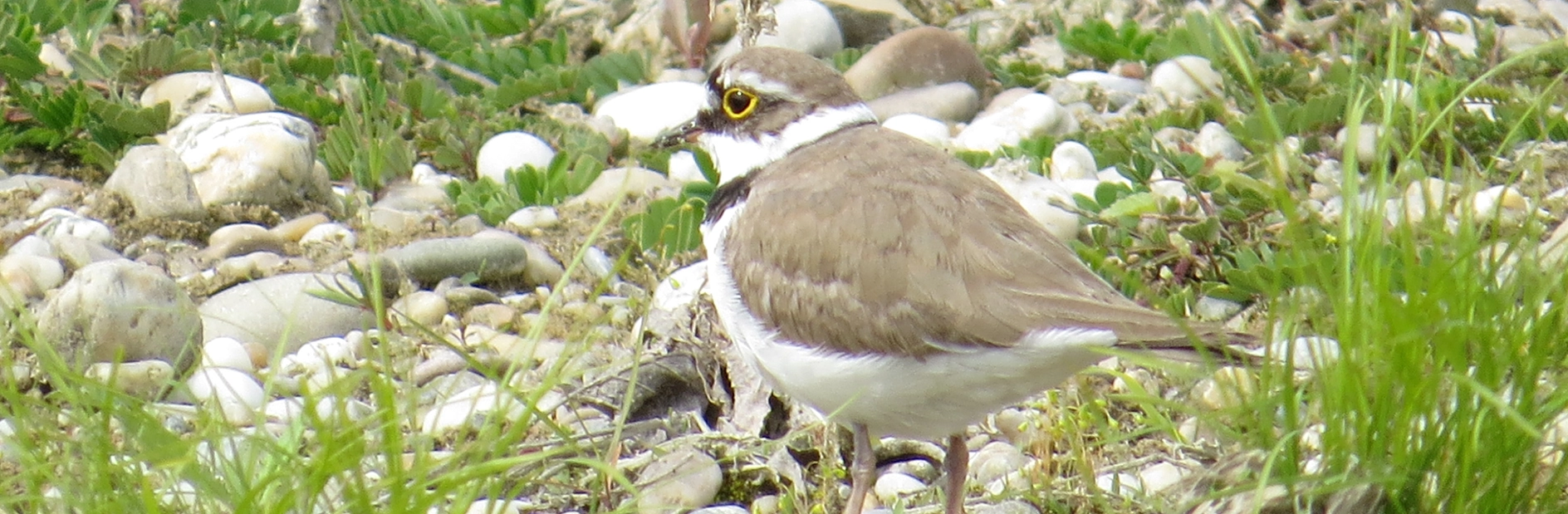 Der kleine Vogel mit dem Namen Flussregenpfeifer steht zwischen Gräsern und Steinen. Er hat einen weißen bauch und einen hellbraunen Kopf und Rücken. Im Gesicht ist sein Gefieder dunkelbraun bis schwarz.