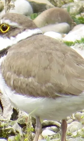 Der kleine Vogel mit dem Namen Flussregenpfeifer steht zwischen Gräsern und Steinen. Er hat einen weißen bauch und einen hellbraunen Kopf und Rücken. Im Gesicht ist sein Gefieder dunkelbraun bis schwarz.