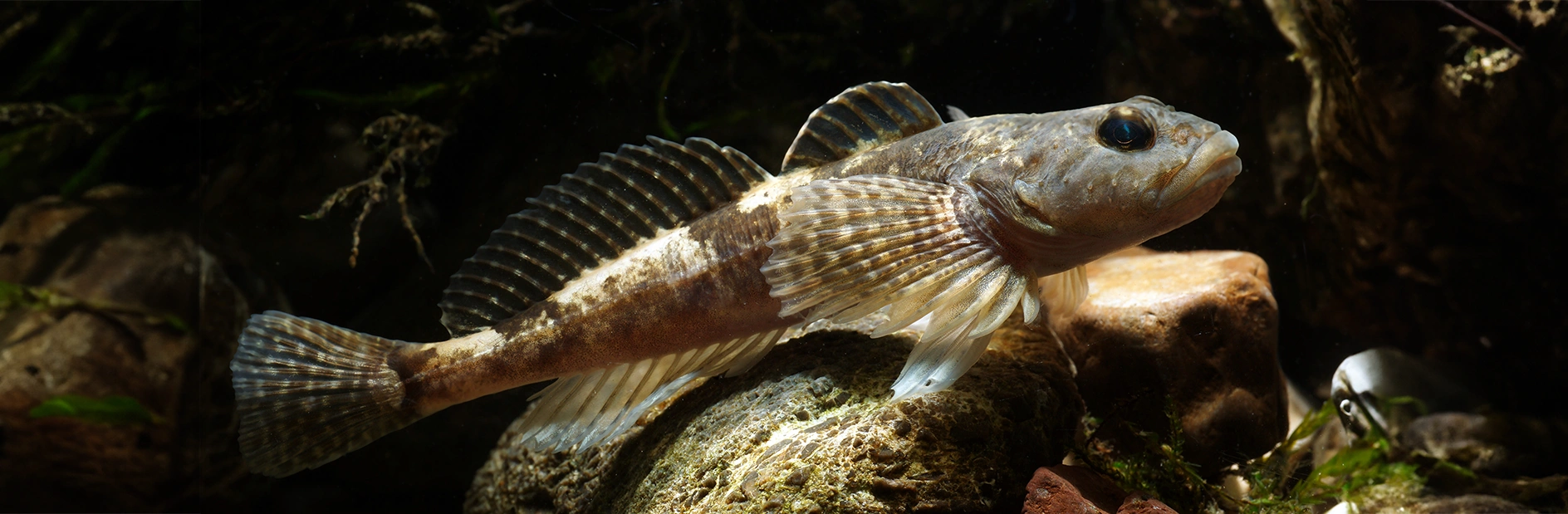 Ein braungefleckter Fisch mit fächerartigen Flossen ruht auf felsigem Untergrund im Wasser, umgeben von Pflanzenteilen.