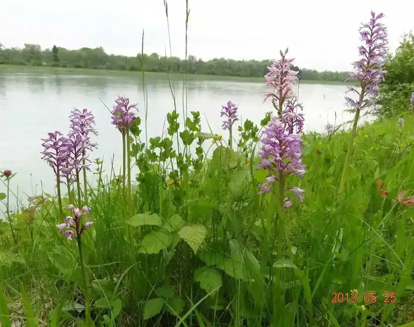 Purple flowers in the foreground with a tranquil river and lush greenery in the background on a cloudy day.