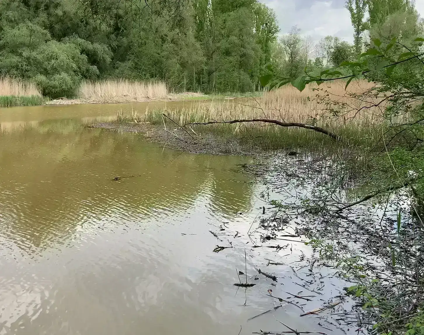 A natural water area surrounded by trees and reeds.